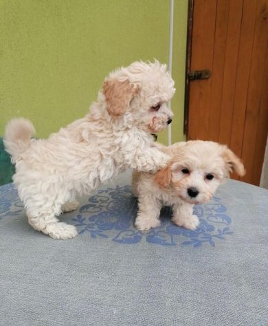 maltese toy