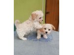 maltese toy
