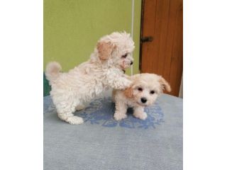 maltese toy