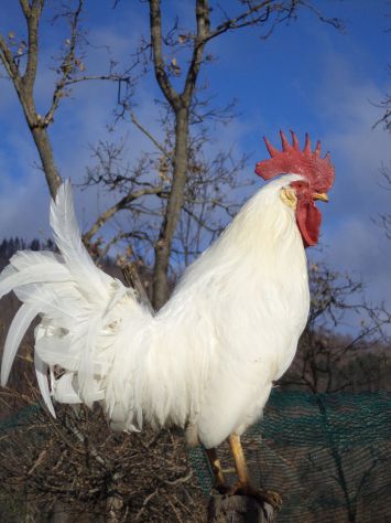 Galline , galli e pulcini livornese bianca