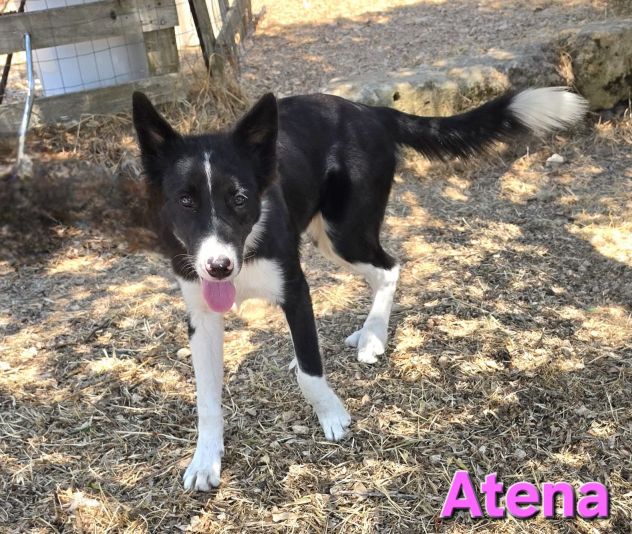 ATENA