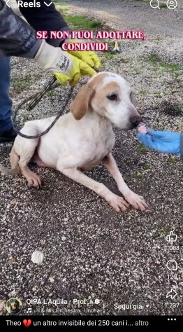 THEO IMPAURITO DAL CANILE CANE IN ADOZIONE - Foto 8