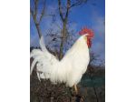 Galline, galli e pulcini livornese bianca