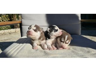 Cuccioli di Siberian Husky con occhi azzurri