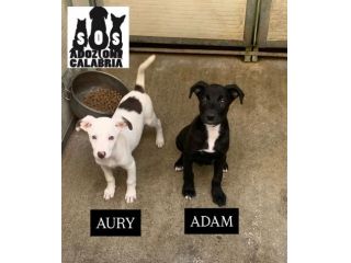 AURY e ADAM SOCIEVOLISSIMI CUCCIOLI IN ADOZIONE