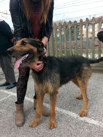 ROY, dolcissimo mix spinone / dobermann - Foto 7