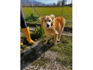 Salvo, cagnolino che implora carezze
