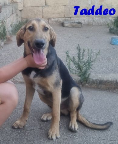 Non lasciarmi in canile - Foto 2