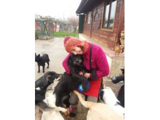 GIORGIA, dolcissima mix spinone