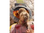 Gigi simil lagotto