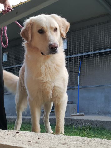 VITO MIX GOLDEN CANE IN ADOZIONE - Foto 6