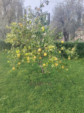 Limoni Biologici - Foto 5