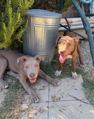 Cucciole american pitbull terrier cercano casa - Foto 5