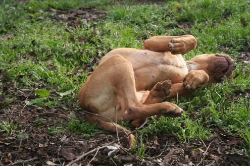 CHOCOLATE, bellissimo pitbull cioccolato - Foto 3