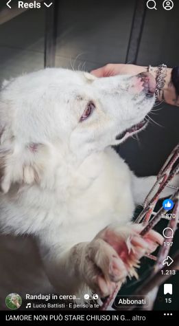 SONNY molto affettuoso, CANE IN ADOZIONE - Foto 6