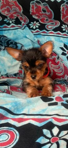Regalo Yorkshire da Privato a Palermo Cuccioli di Yorkshire Terrier disponibili