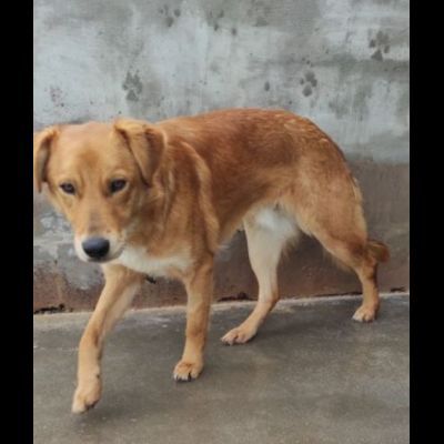 ZACK E FABER IN RECLUSIONE SENZA COLPA. CAGNOLINI IN ADOZIONE - Foto 7