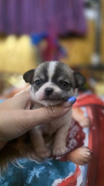 Chihuahua - Foto 4