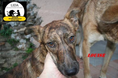 MOLLY E LOUISE, dolci cagnoline a rischio - Foto 2