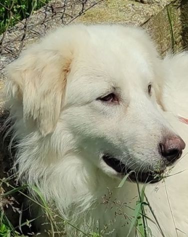 CANE DA ADOTTARE
