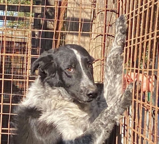 E' SOLO UN CUCCIOLO TOTO' , MERITA UNA FAMIGLIA, CUCCIOLO IN ADOZIONE