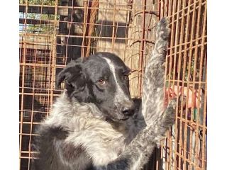 E' SOLO UN CUCCIOLO TOTO' , MERITA UNA FAMIGLIA, CUCCIOLO IN ADOZIONE