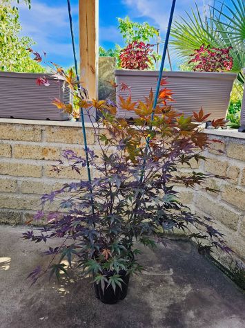 VENDO 3 PIANTE DI ACER PALMATUM ANGUILLARA SABAZIA - Foto 8