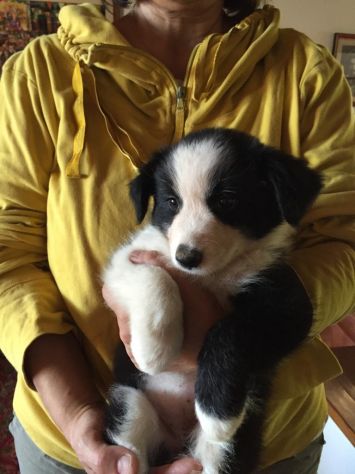 Border Collie cuccioli - Foto 7