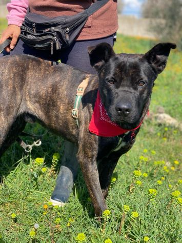 Adil il magnifico cane da adottare - Foto 10