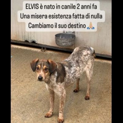 ELVIS E COOKIE CAGNOLINI IN ADOZIONE