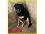 BLACK 6anni spaventato! 25kg  - Adoz.consapevole