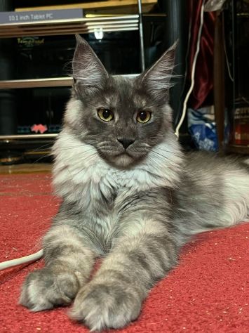 Maine Coon xxl AltaGenetica - Foto 5
