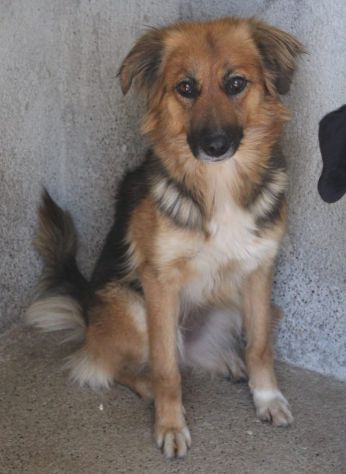 FRECCIA 4 ANNI 12 kg circa - Foto 7