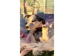 3cuccioli 6/7mesi tg contenuta SOS BARI