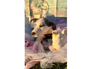 3cuccioli 6/7mesi tg contenuta SOS BARI