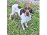 Goya 3 anni bracco