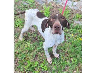 Goya 3 anni bracco