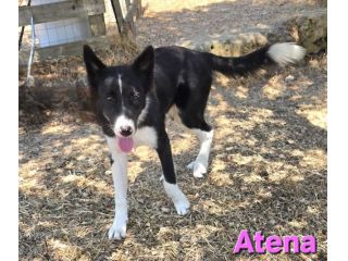 ATENA