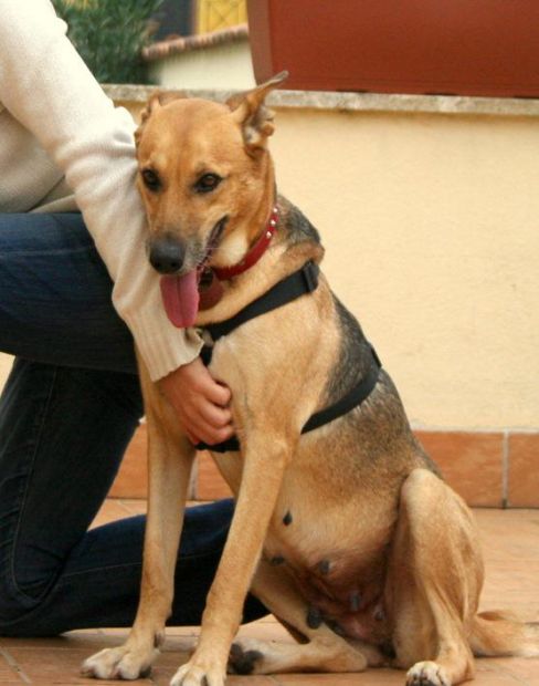 LAIKA, bellissima e invisibile