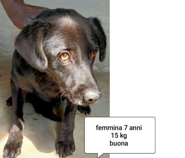CANI IN ADOZIONE URGE AIUTARLI - Foto 6