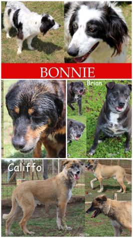 EMERGENZA Cani anziani anche il NIENTE per loro è TUTTO, Aiutateci a salvarli - Foto 2