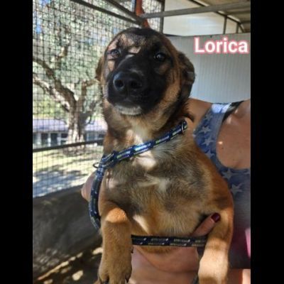 LORICA E CAVALIERE CUCCIOLI IN ADOZIONE - Foto 6