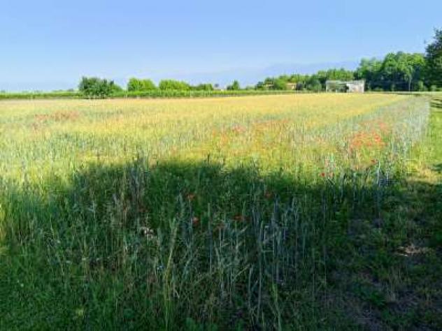 Terreno Agricolo - Gaiarine . Rif.: Sp3579127 - Foto 3