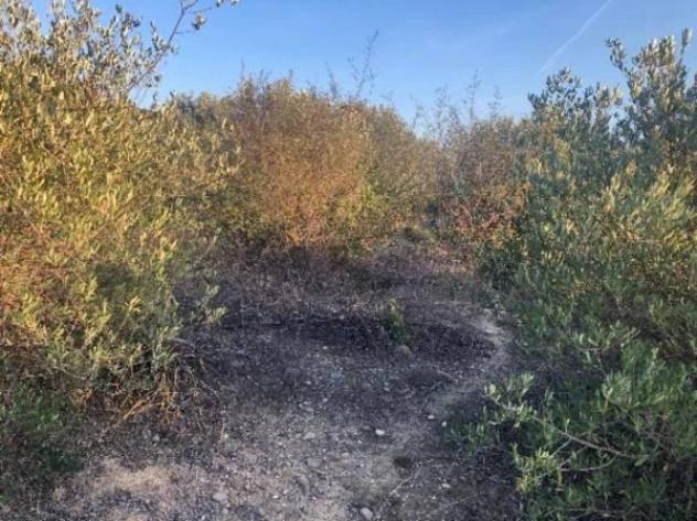 Immobile in asta di 2485532 m² in vendita a Pisticci - Foto 7