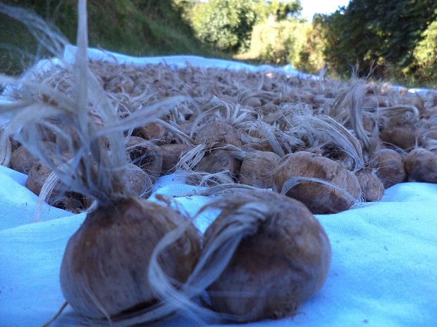 Bulbi e pistilli di Zafferano - Foto 2