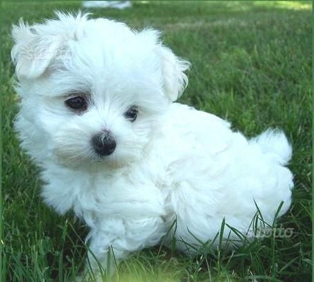 maltese cuccioli