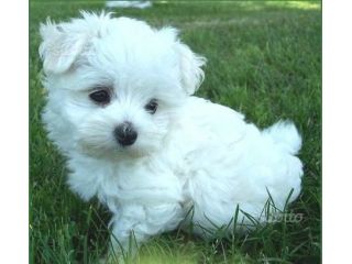 maltese cuccioli