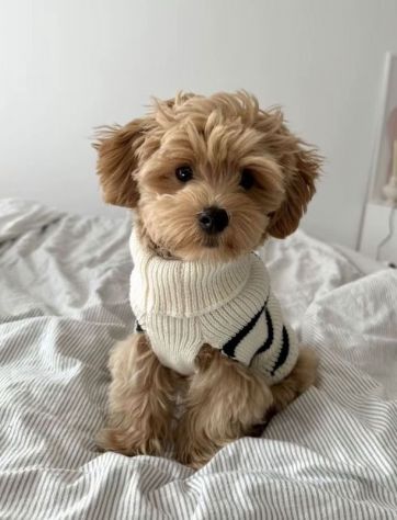 MALTIPOO - MALTIPO CUCCIOLI - pag 12 rate