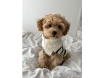 MALTIPOO - MALTIPO CUCCIOLI - pag 12 rate