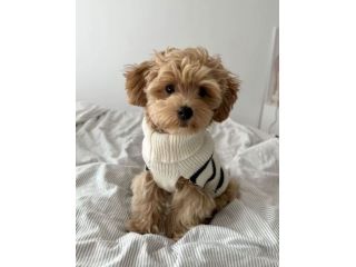 MALTIPOO - MALTIPO CUCCIOLI - pag 12 rate